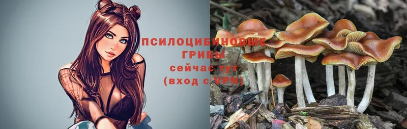 Галлюциногенные грибы Psilocybe  Пудож 